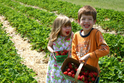 Membership in Benefits of Membership, North American Strawberry Growers Association, United States & Canada, helps farmers learn to grow better, sweeter, juicier strawberries at a better profit.