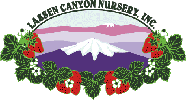 Lassen Canyon Nursery