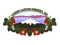 Lassen Canyon Nursery